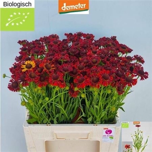 Helenium Moer Beauty