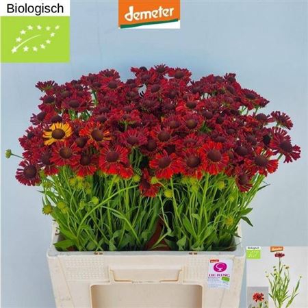 <h4>Helenium Moer Beauty</h4>