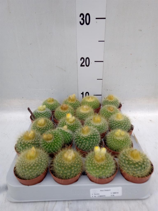 <h4>Cactus   ...</h4>