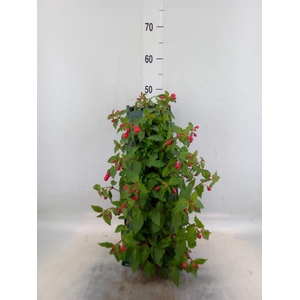 Perkplanten   ...sorted   [Bedding]