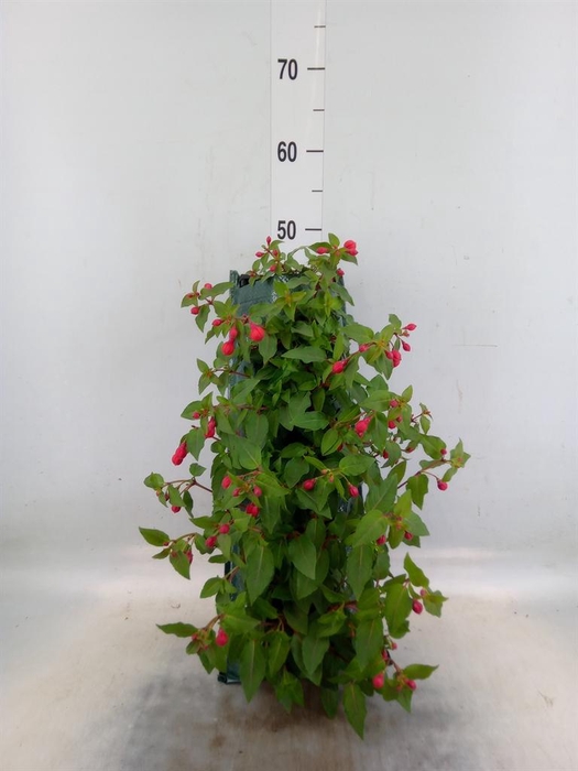 <h4>Perkplanten   ...sorted   [Bedding]</h4>