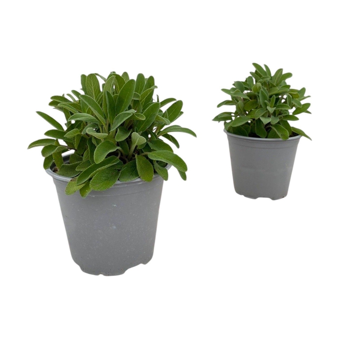 <h4>SALVIA OFFICINALIS</h4>