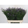 Aster Casamare