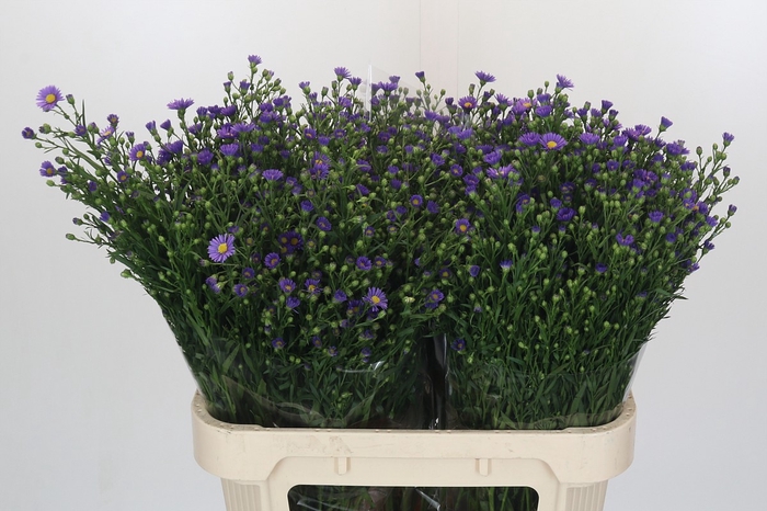 Aster Casamare