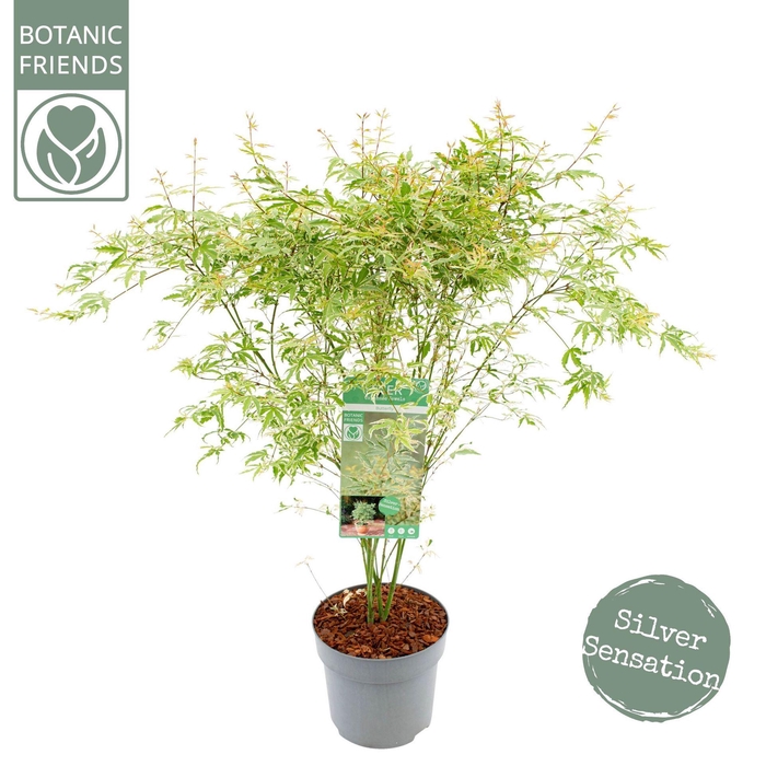 <h4>Acer palmatum Butterfly</h4>