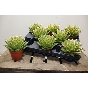 Echev Agav Ami-fiest Painted Gold