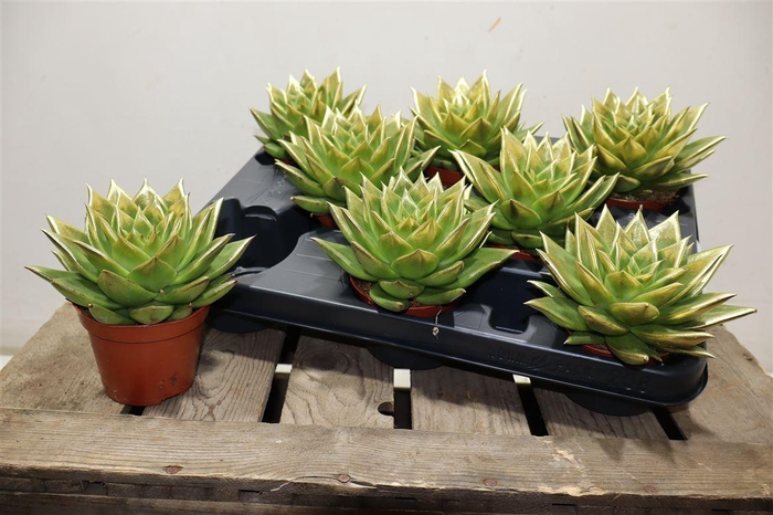 <h4>Echev Agav Ami-fiest Painted Gold</h4>