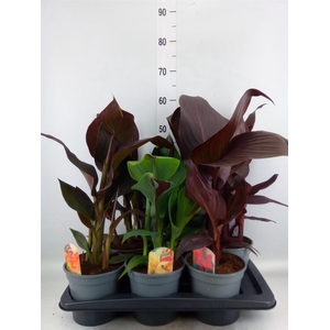 Canna  'Cannova'   ...mix