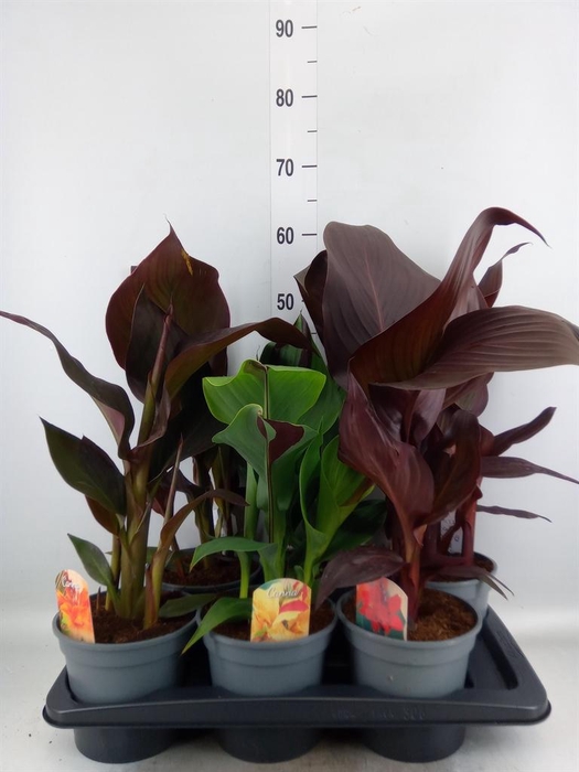 <h4>Canna  'Cannova'   ...mix</h4>