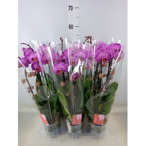 Phalaenopsis  'Elegant Cascade'