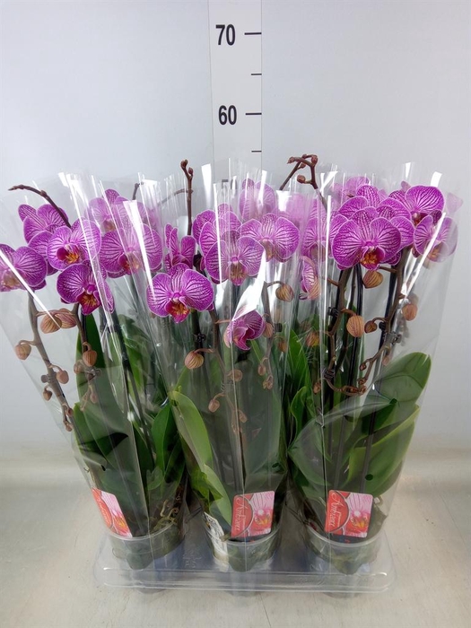 <h4>Phalaenopsis  'Elegant Cascade'</h4>