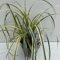 <h4>Carex 'Feather Falls'</h4>