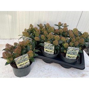 SKIM JA GODRIE DWARF