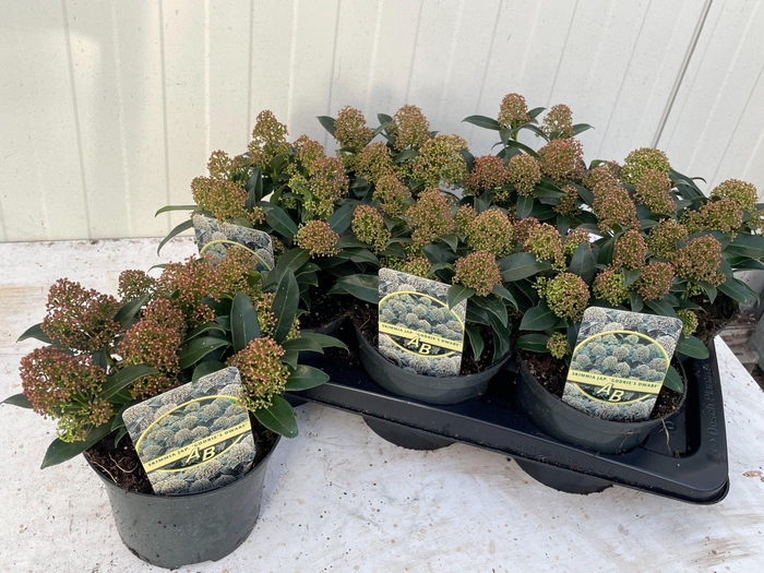 <h4>SKIM JA GODRIE DWARF</h4>