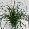 Carex oshimensis