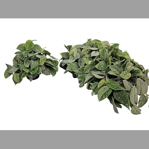 SCIND PICT SILVE ANN