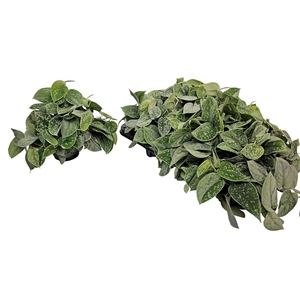 Scindapsus Pictus Silvery Ann Bush