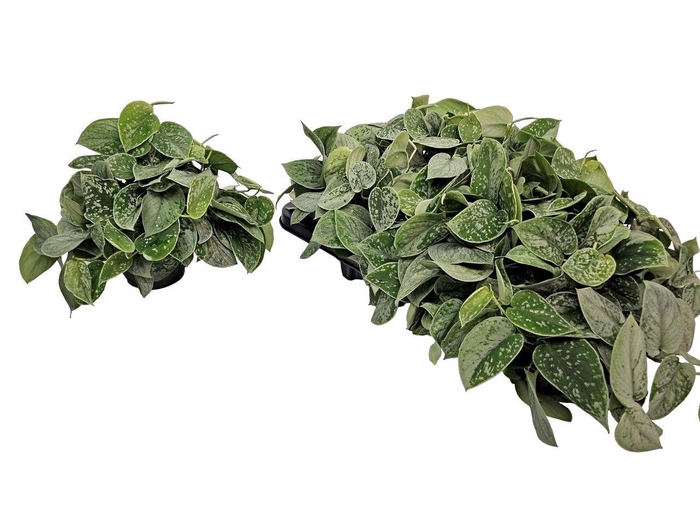 <h4>Scindapsus Pictus Silvery Ann Bush</h4>