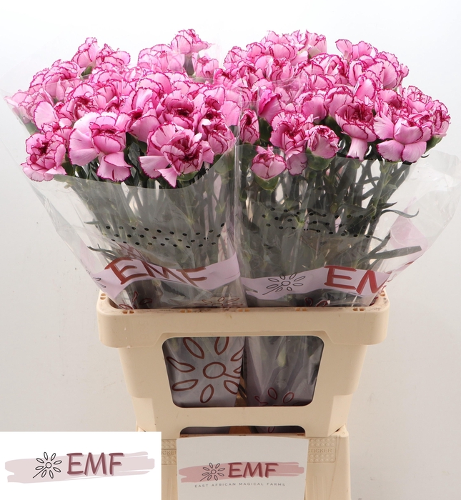 <h4>DI ST ROYAL DAMASCUS</h4>