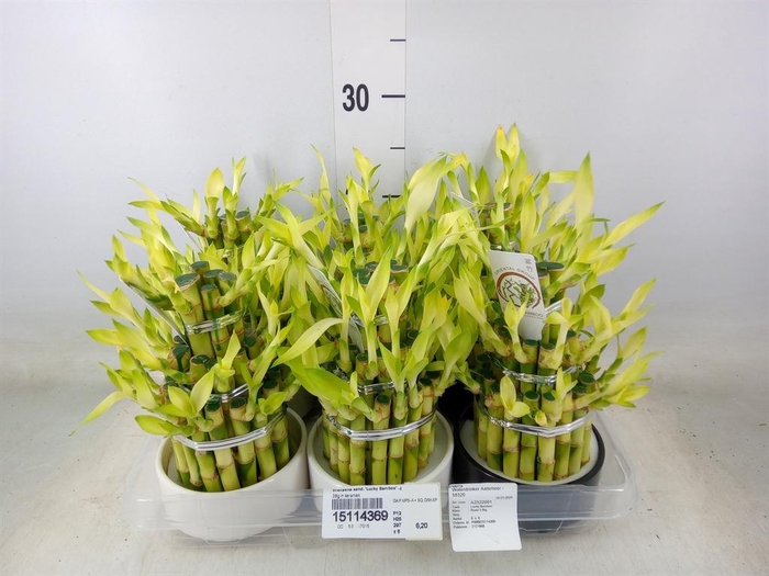 <h4>Dracaena sand. 'Lucky Bamboo' ..pyr</h4>