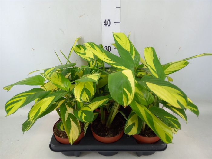 <h4>Ctenanthe pilosa 'Mosaic'</h4>