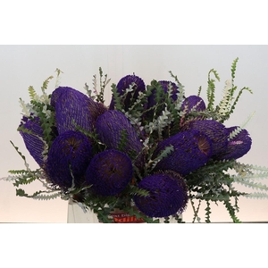 Banksia Speciosa Purple