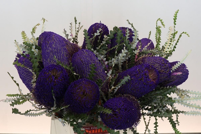 <h4>Banksia Speciosa Purple</h4>