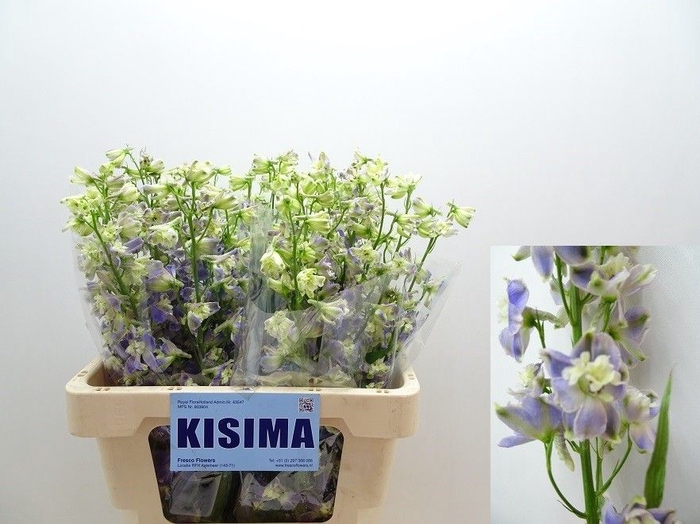 <h4>Delph Trick Kisima</h4>