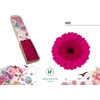 Gerbera mini Noï