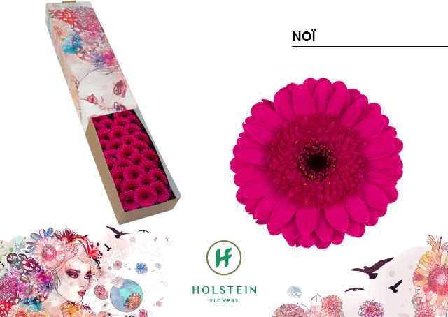 <h4>Gerbera mini Noï</h4>