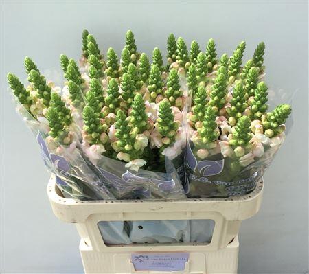 <h4>Antirrhinum Costa Silver</h4>