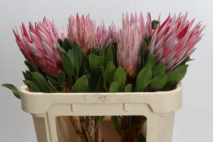 Protea Cynaroides