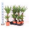 Yucca 45-20 Cm