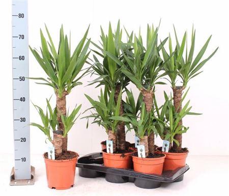 Yucca 45-20 Cm