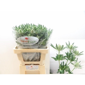 ERYN MAG WHIT LAGOON