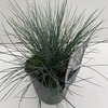 Festuca glauca