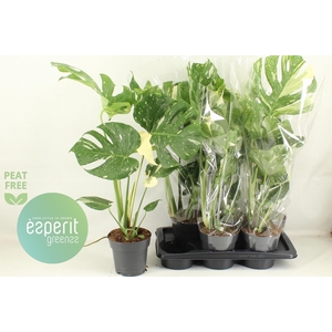 MONSTERA DEL THAI CO