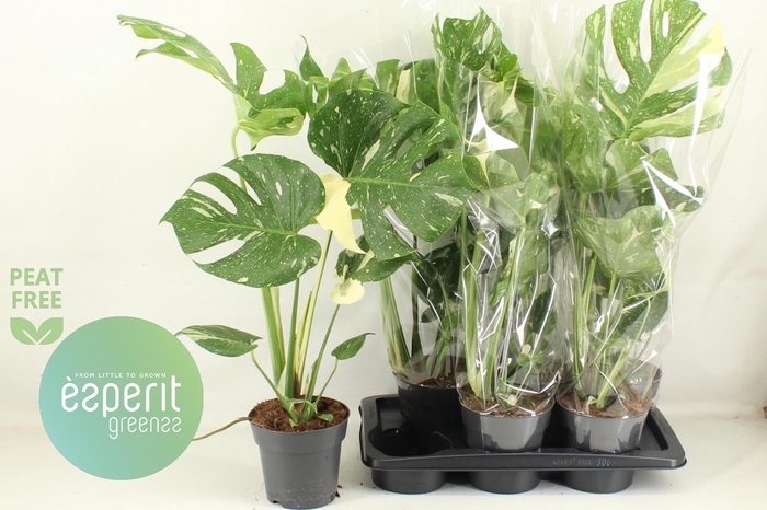 <h4>MONSTERA DEL THAI CO</h4>