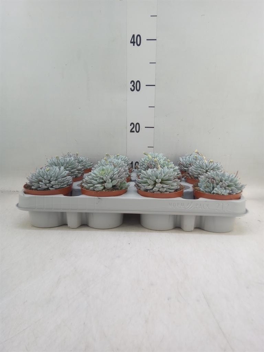 <h4>Echeveria cuspidata</h4>