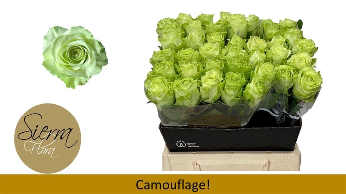 <h4>R Gr Camouflage!</h4>