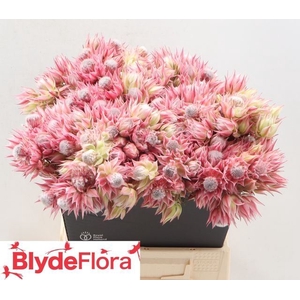 SERRURIA AY SHO STAR