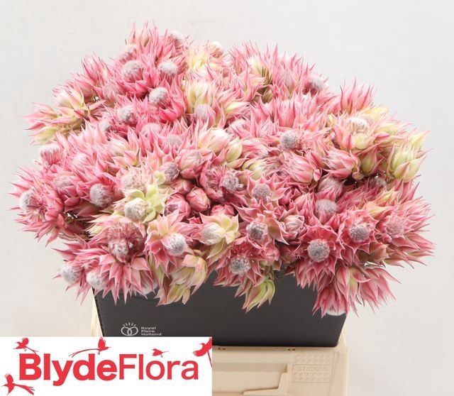 <h4>SERRURIA AY SHO STAR</h4>