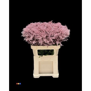 Solidago Metallic Pink