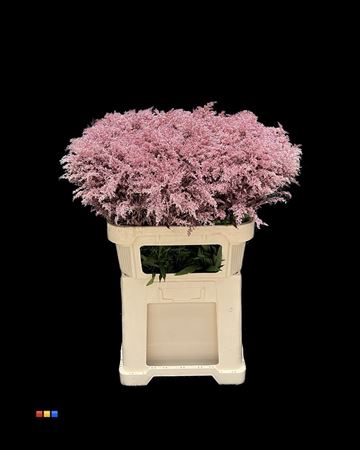 Solidago Metallic Pink