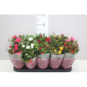 Rosa Star Gemengd