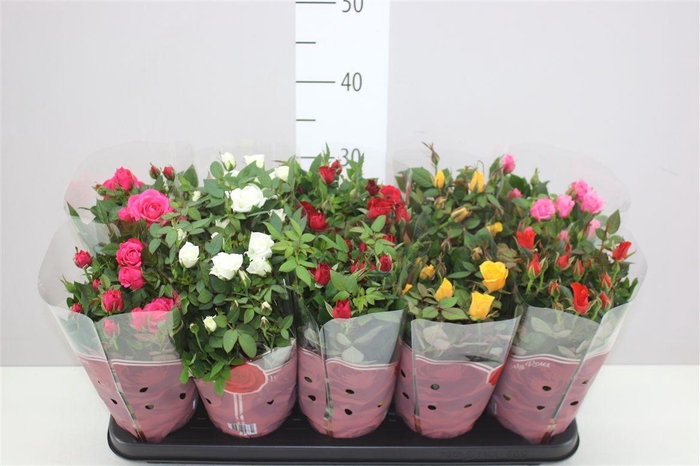 <h4>Rosa Star Gemengd</h4>