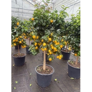 Citrus Limon stam