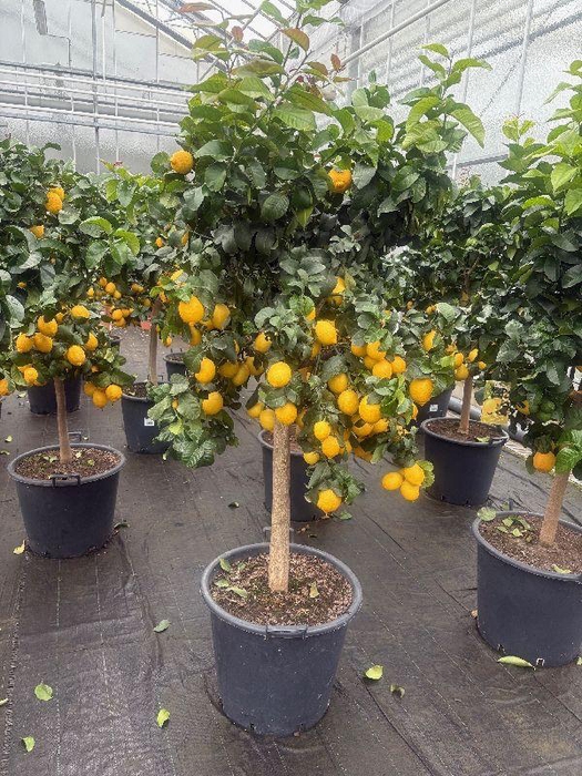 <h4>Citrus Limon stam</h4>