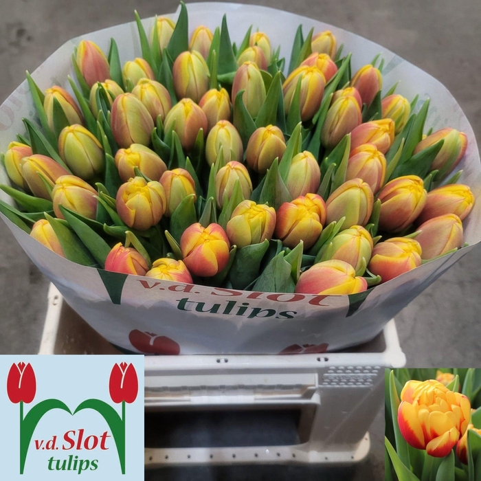 <h4>TU DU SHELL</h4>