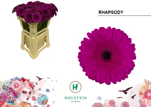 <h4>Germini Rhapsody Water</h4>